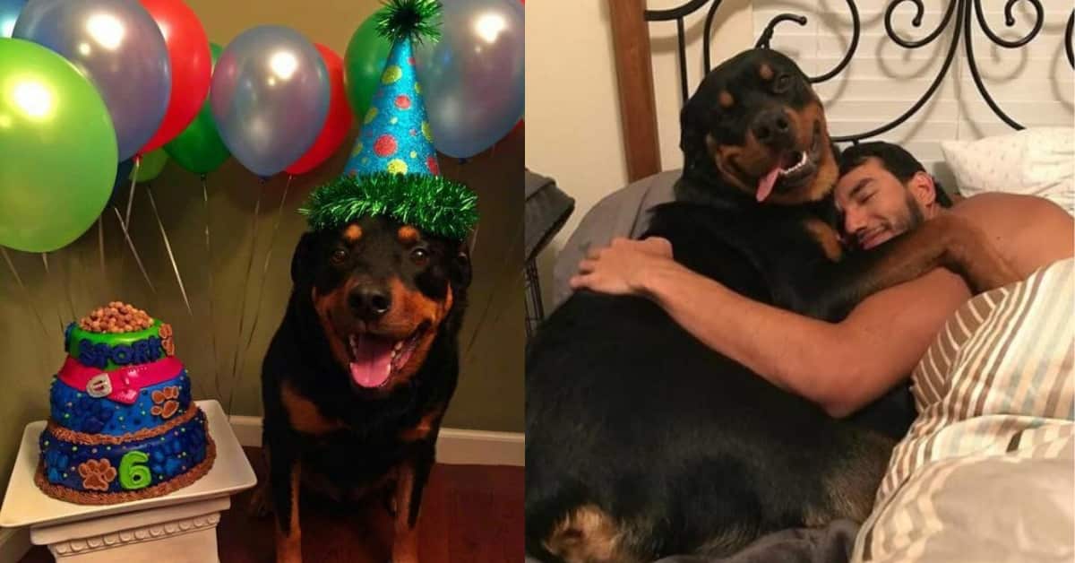 12 Signs You Are Crazy About Rottweilers