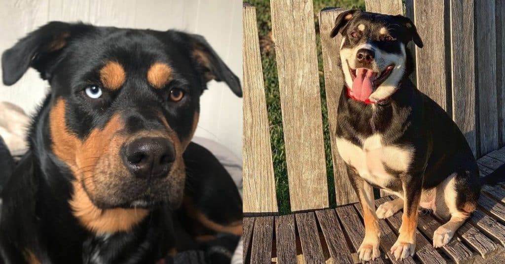 19 Rottweilers Mixed With Husky AKA Rottsky 2 Husky