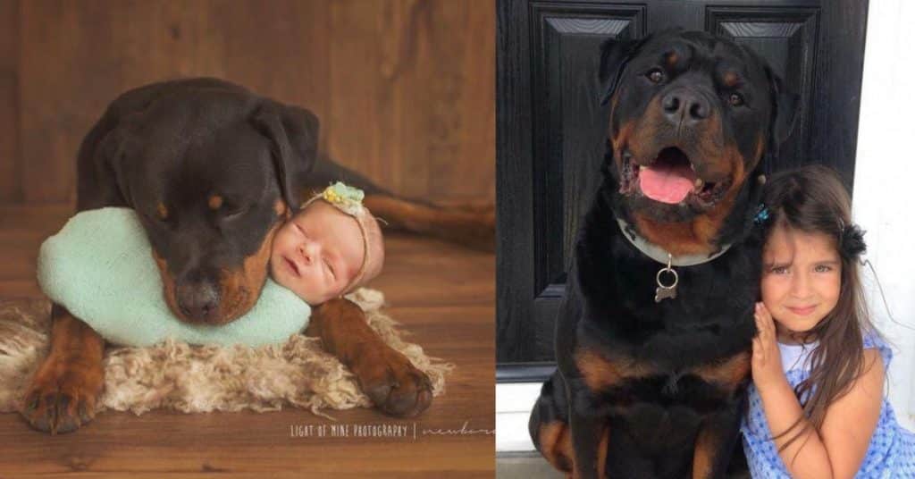 Everything you need to know about Rottweiler 2 Rottweiler