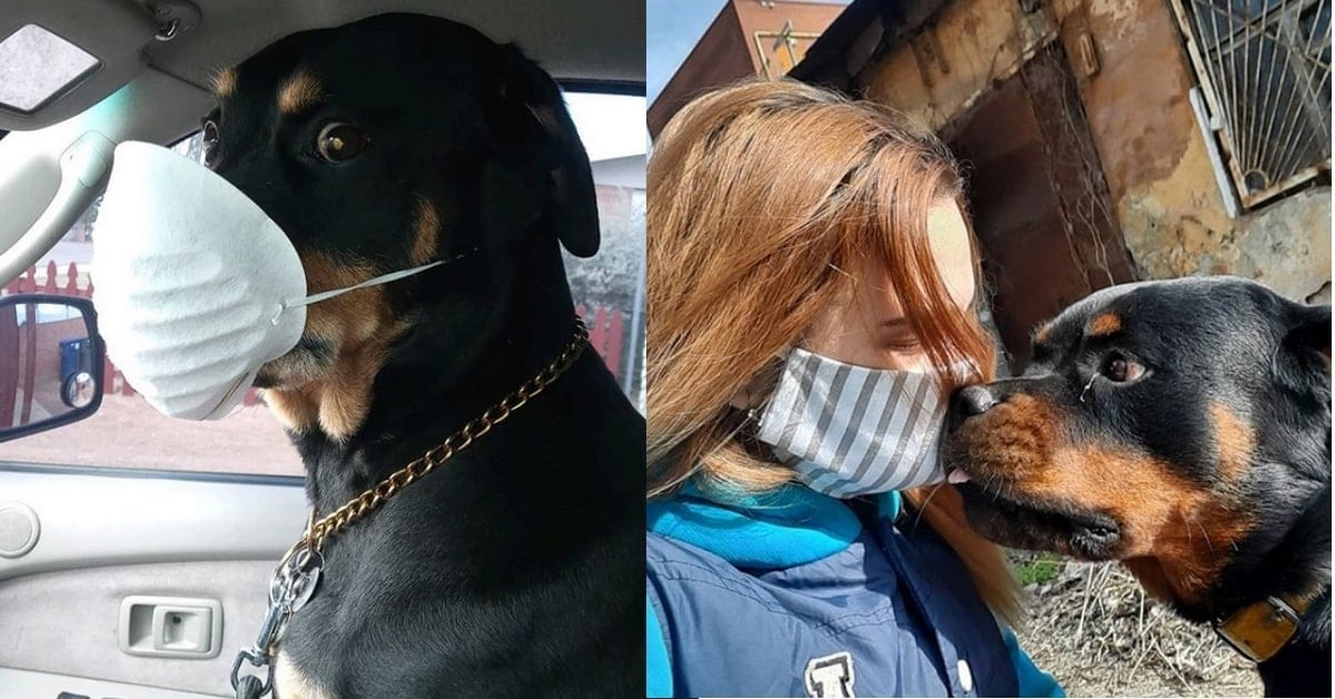 14 Rottweilers Disappointed About The Coronavirus Quarantine