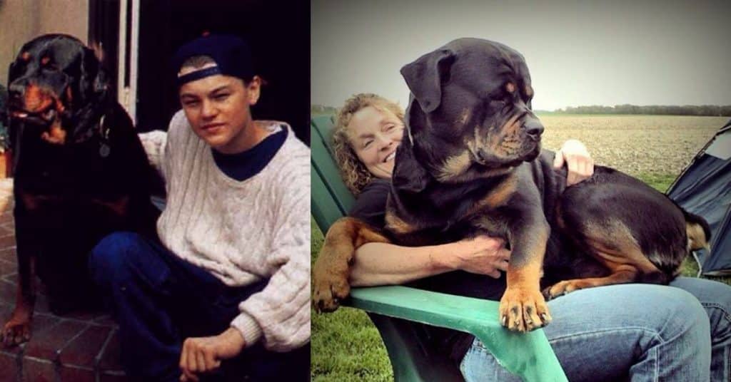 14 Facts Rottweiler Owners Understand Better Than Anyone 2 owners