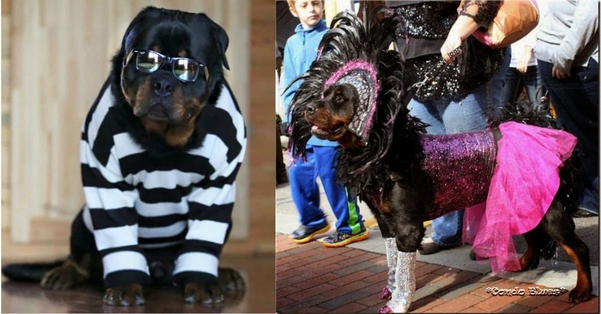 Rottweiler Halloween Costume 2022 20 Hilarious Rottweiler Dogs In Halloween Costumes Rottweiler Life