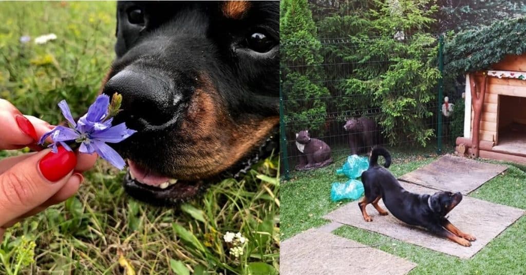 14 Pictures Showing The True Temperament of Rottweilers 2 Rottweilers