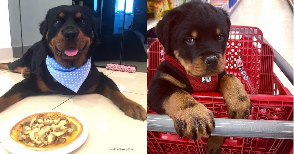 14 Pictures Of Rottweilers Eating Will Prove That They Never Miss A