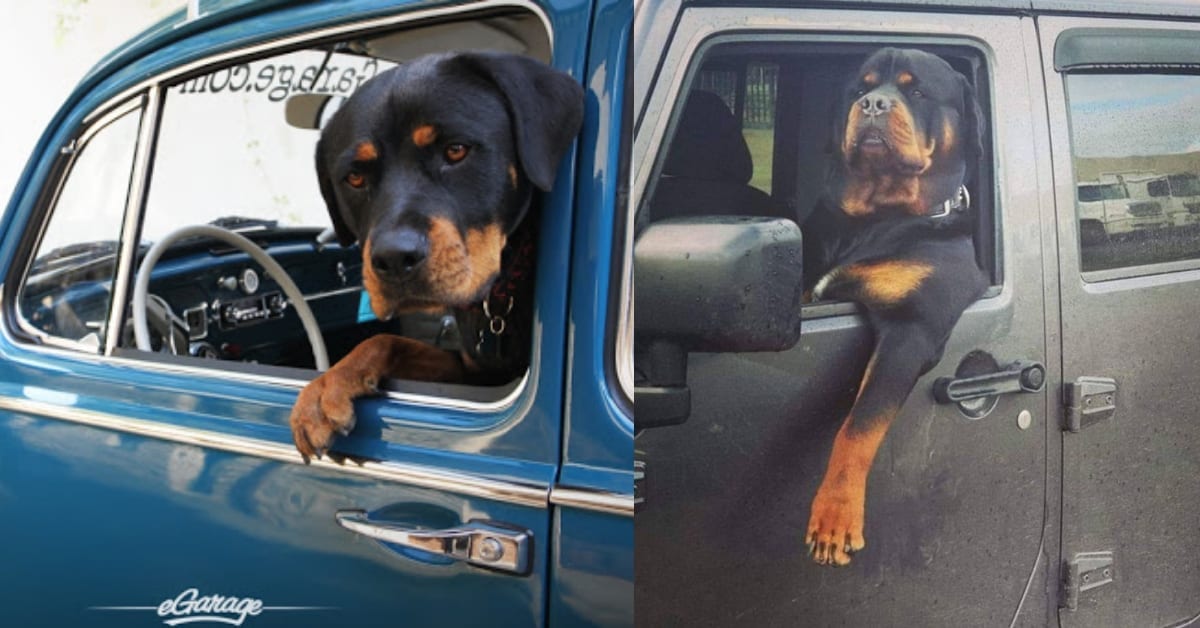 10 Signs Show That Rottweilers Drive Better Than You