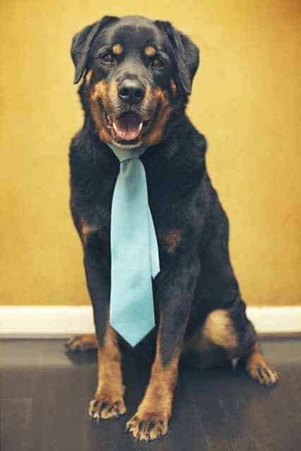 15 Rottweiler Photos Prove They Are Way Cooler Than You! 6 15 Rottweiler Photos Prove They Are Way Cooler Than You!
