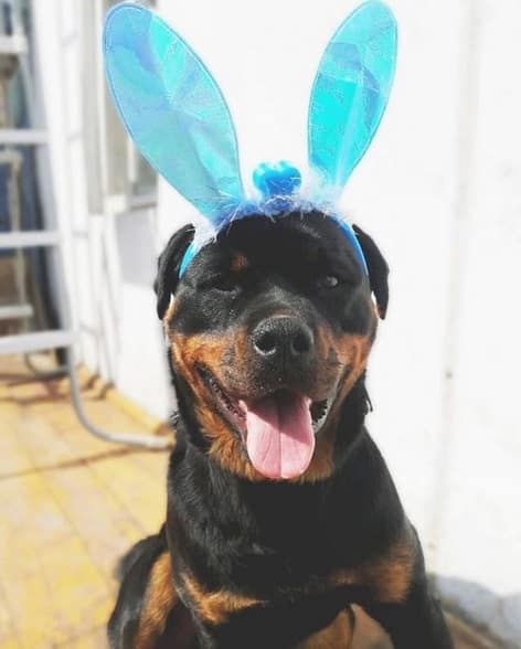 14 Pictures Prove That A Rottweiler Will Be Great As A Friend For You Baby Since Day 1 2 rottweiler