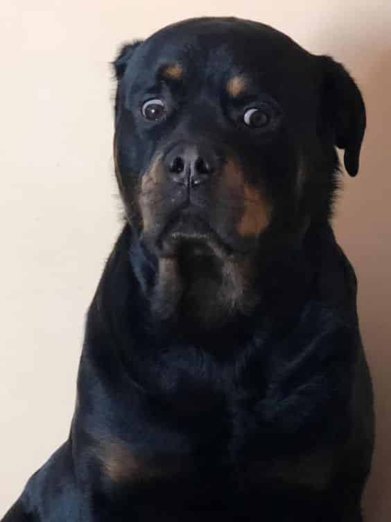 10 Pictures Proving That Rottweilers Are Just Hidden Kids 2 Rottweilers Are Just Hidden Kids