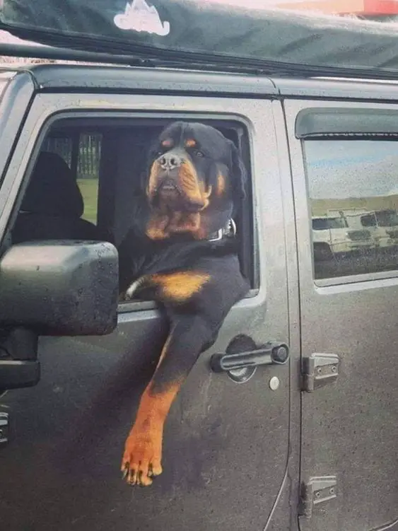 10 Signs Show That Rottweilers Drive Better Than You 9 Rottweilers Drive