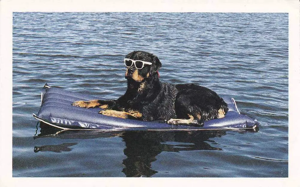 15 Rottweiler Photos Prove They Are Way Cooler Than You! 12 15 Rottweiler Photos Prove They Are Way Cooler Than You!