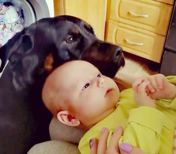 rottweiler and baby