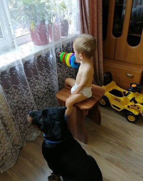 rottweiler and baby