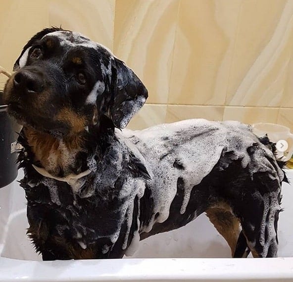 rottweiler taking bath