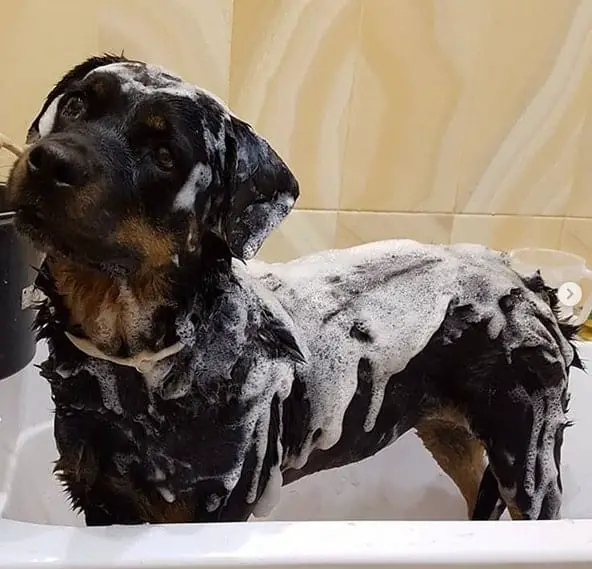 14 Pictures Prove That A Rottweiler Will Be Great As A Friend For You Baby Since Day 1 5 rottweiler taking bath