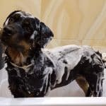 bath-2