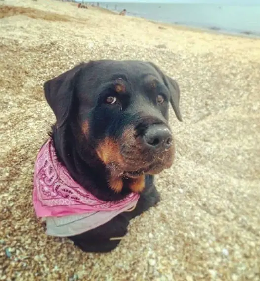 Rottweiler at the beach