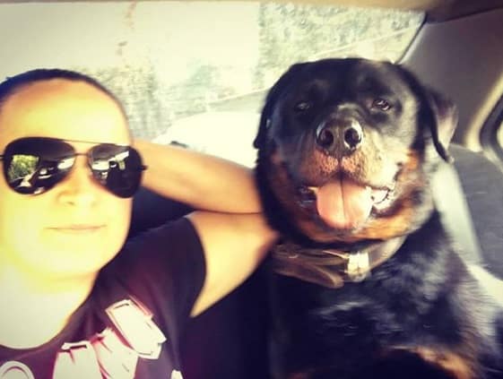 14 Pictures Showing The True Temperament of Rottweilers 3 Rottweilers