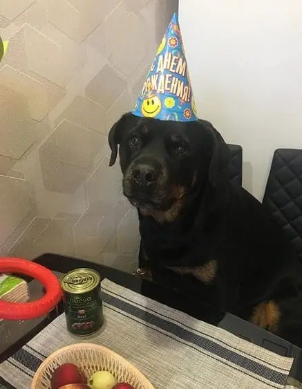 Rottweiler birthday