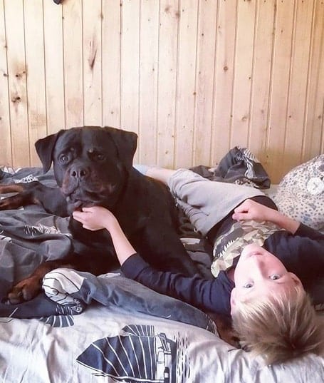 14 Pictures Prove That A Rottweiler Will Be Great As A Friend For You Baby Since Day 1 7 rottweiler and kid