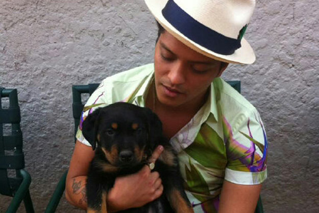 Celebrities Own Rottweiler Dogs,Leonardo DiCaprio,sylvester stallone,Will Smith,Mohan Lal,Tulisa Contostavlos,Robbie Williams,Brody Jenner,Miley Cyrus,Bruno Mars,Stephen Marley