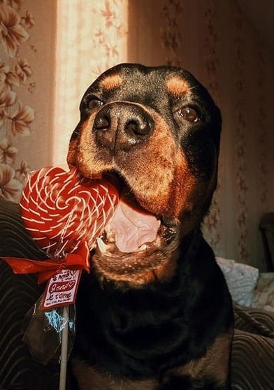 Rottweilers Eating candy