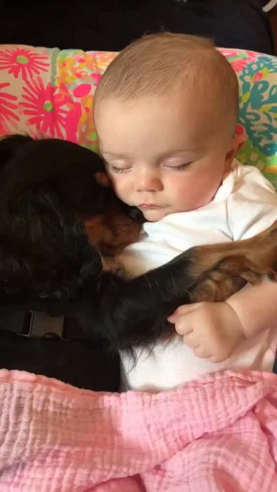 10 Pictures Proving That Rottweilers Are Just Hidden Kids 6 kids