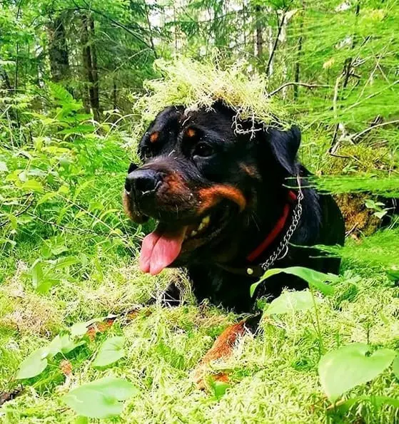 14 Pictures Showing The True Temperament of Rottweilers 5 Rottweilers