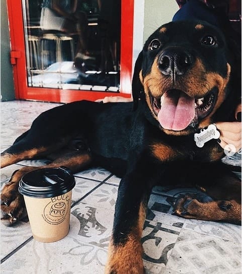 Rottweiler Drinking coffee