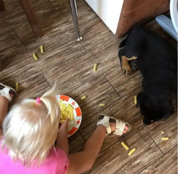 Rottweiler and baby 