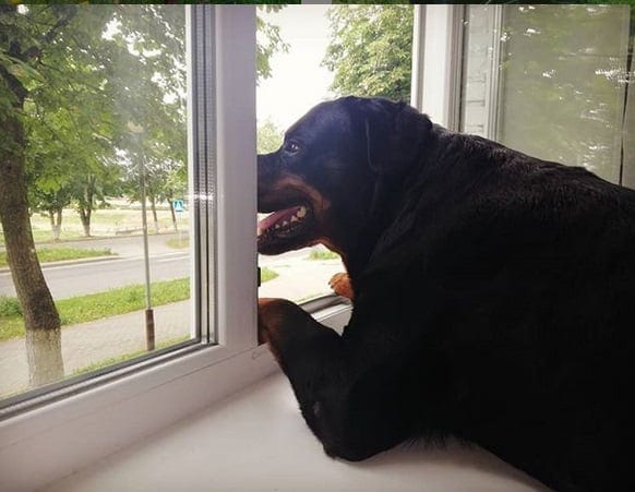 14 Pictures Showing The True Temperament of Rottweilers 12 Rottweilers