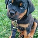 cute-rottweiler-puppy