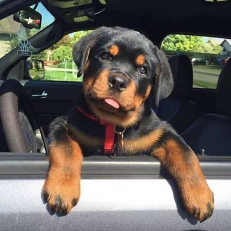 cute rottweiler