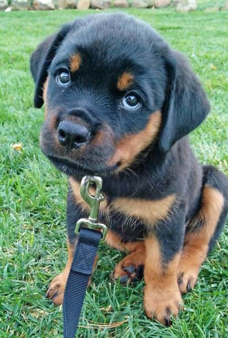 14 Signs Prove Rottweilers Are Plotting Your Murder 4 Rottweilers are plotting your murder, rottweilers