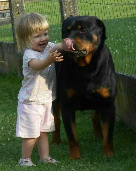 Rottweilers Are Dangerous 