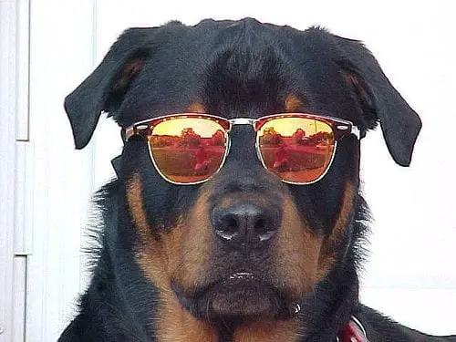 15 Rottweiler Photos Prove They Are Way Cooler Than You!