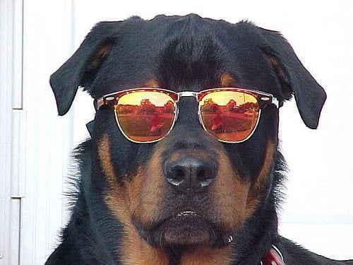 15 Rottweiler Photos Prove They Are Way Cooler Than You! 11 15 Rottweiler Photos Prove They Are Way Cooler Than You!