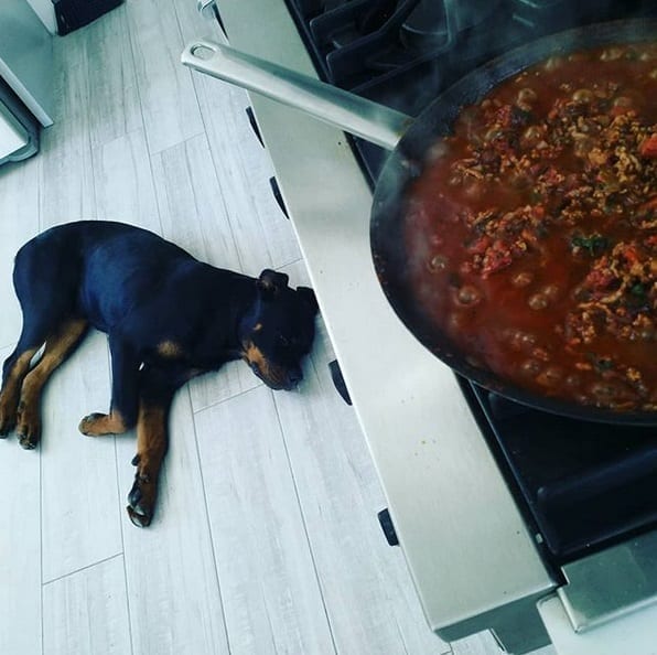 Rottweiler guards food