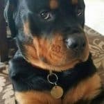 dog-rottweiler