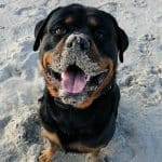 dog-rottweiler-messy