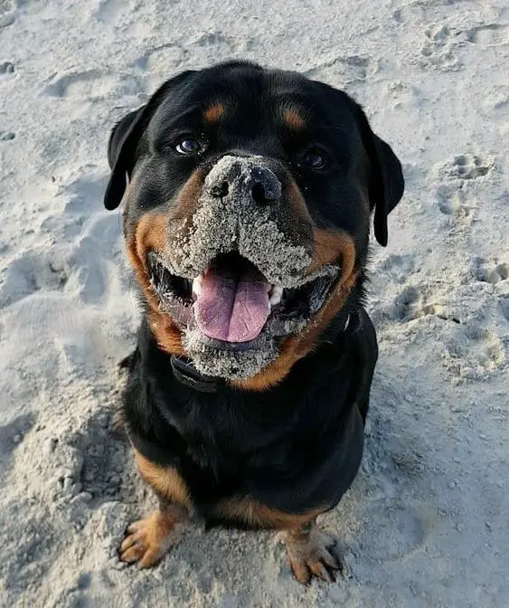 smiling Rottweiler