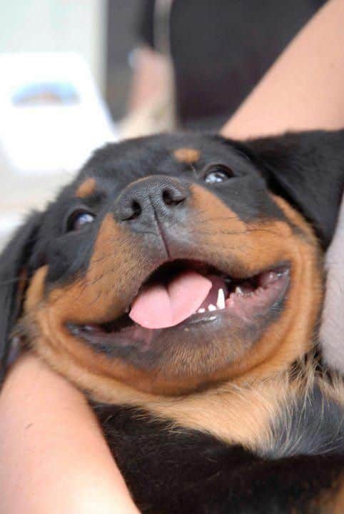 Happy Rottweiler