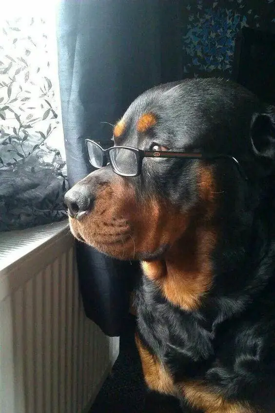 Smart Rottweiler