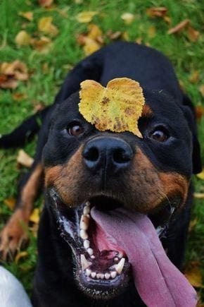 Happy Rottweiler