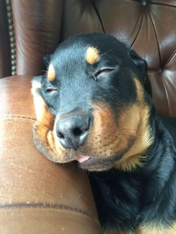 sleepy rottweiler 