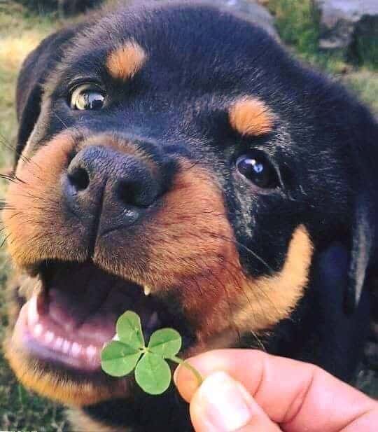 Happy Rottweiler