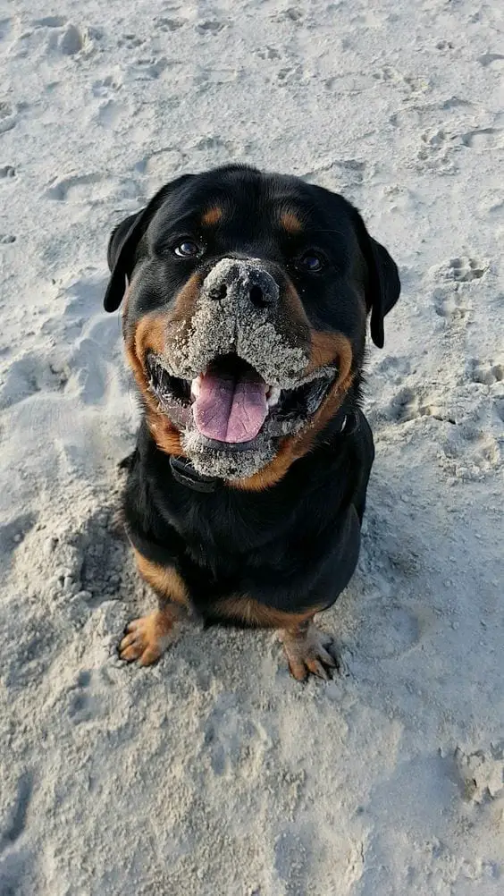 Happy Rottweiler