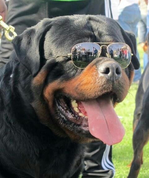 Happy Rottweiler