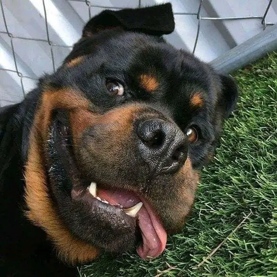 14 Best Photos Of Happy Rottweiler Dogs 4 Happy Rottweiler