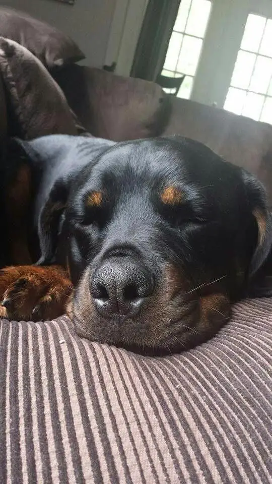 Happy Rottweiler