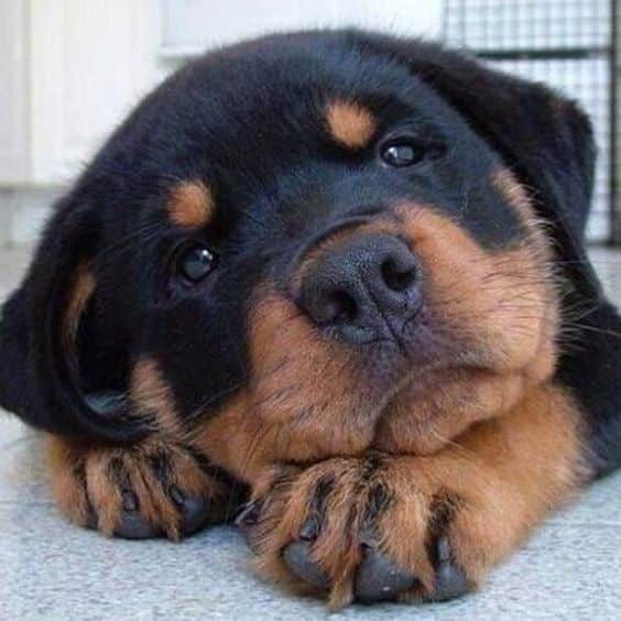 14 Best Photos Of Happy Rottweiler Dogs 6 Happy Rottweiler